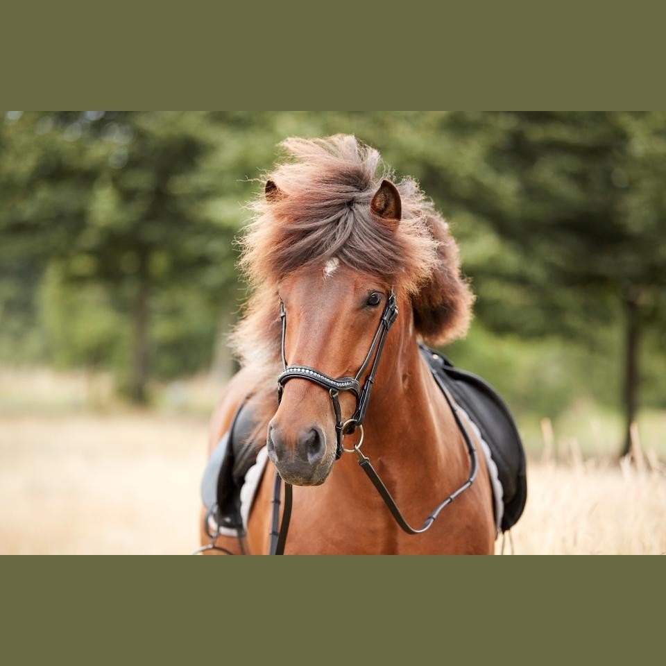 CATAGO Anatomische Islandtrense Raja mit Strass sp-reitsport