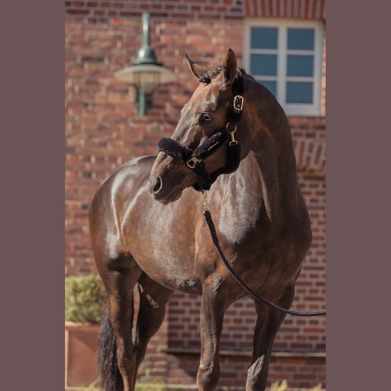 ESKADRON Heritage 25/26 Halfter Faux Fur Complete Double Pin black truffle sp-reitsport