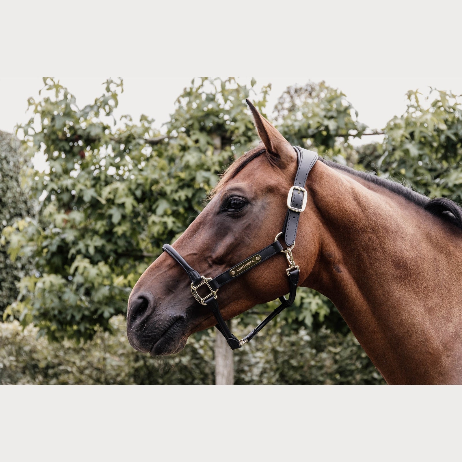 KENTUCKY HORSEWARE Lederhalfter "ANATOMIC" schwarz