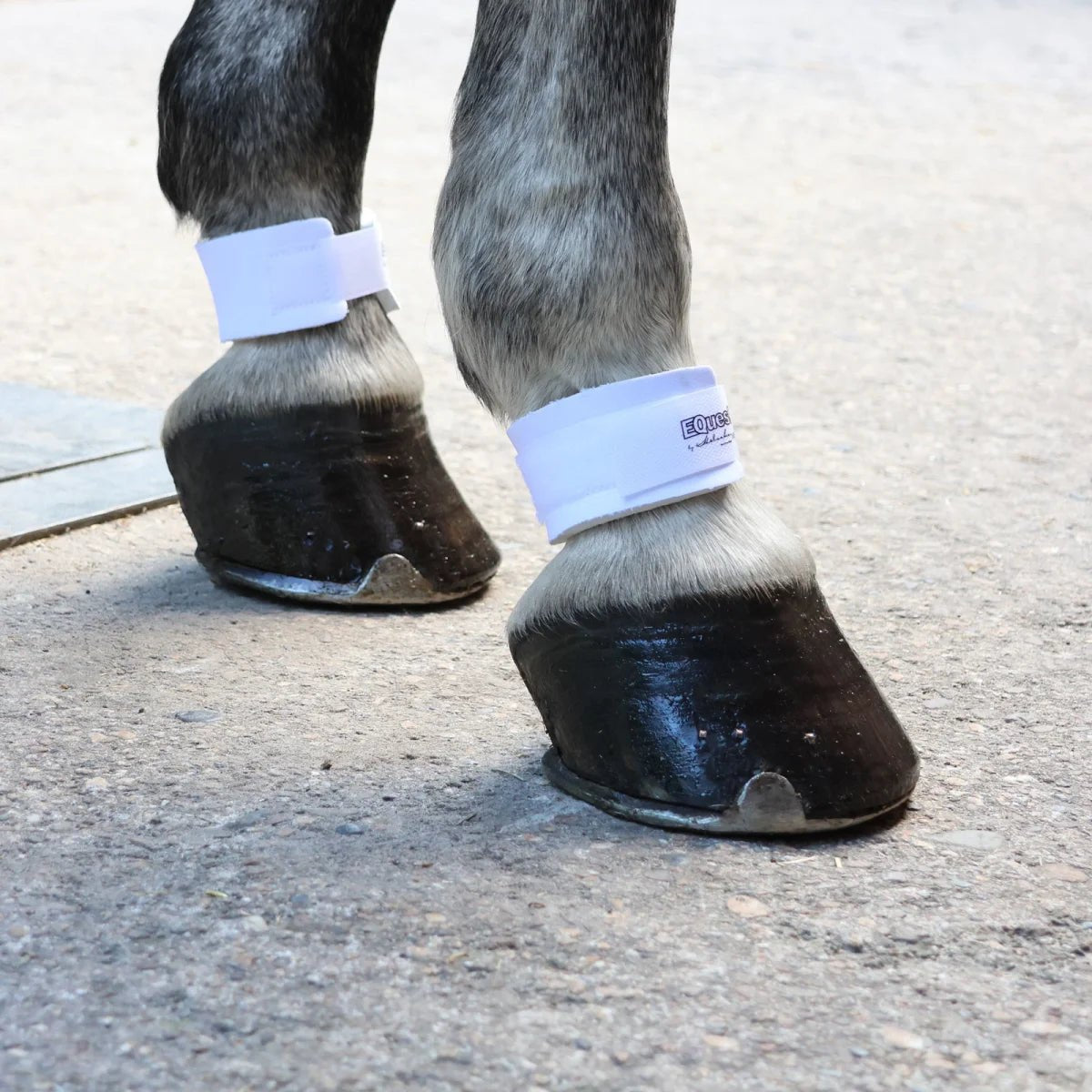 EQUEST Ballenprotektoren sp-reitsport