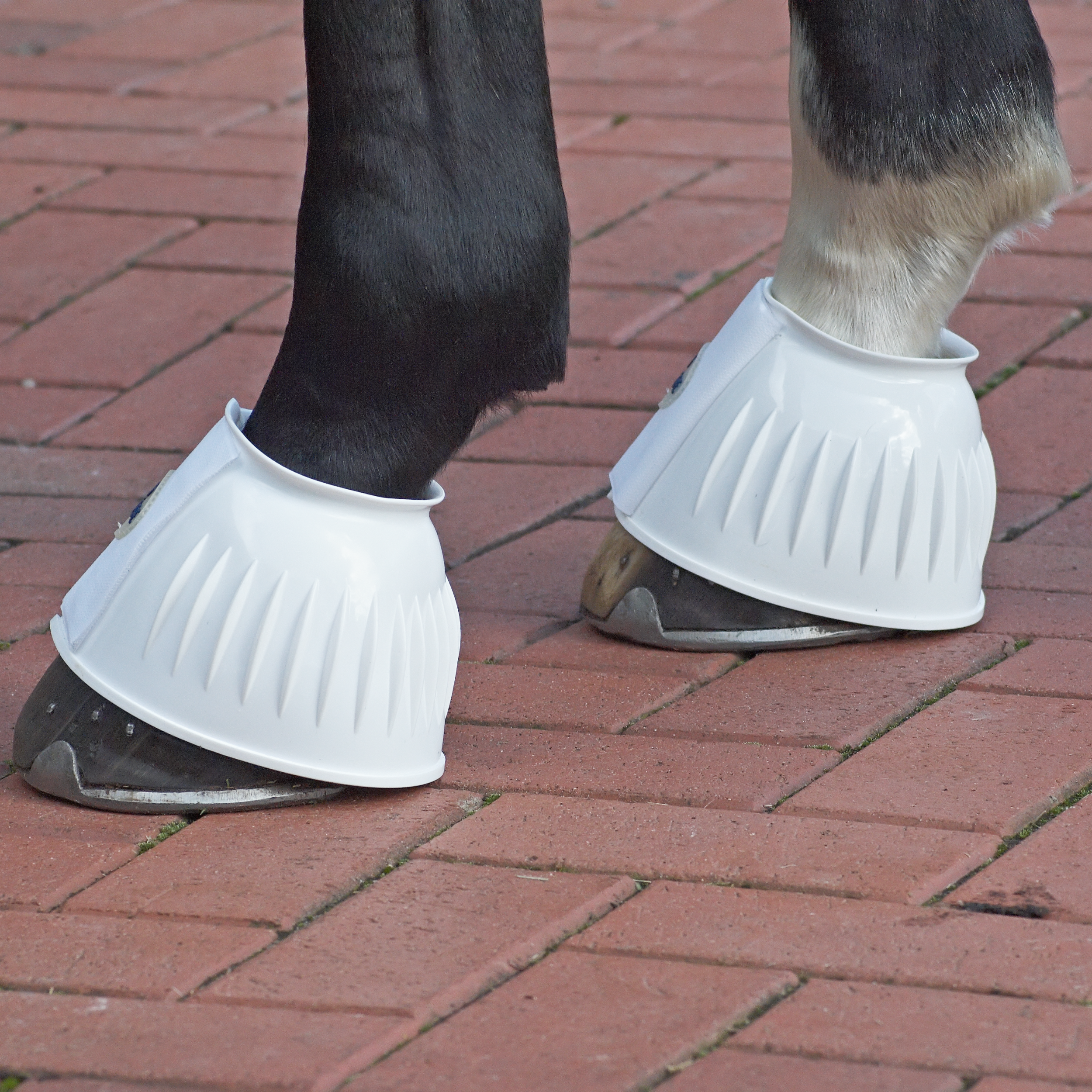BUSSE besonders stabile Gummi Hufglocken STURDY Doppelklett Verschluss bei SP-Reitsport