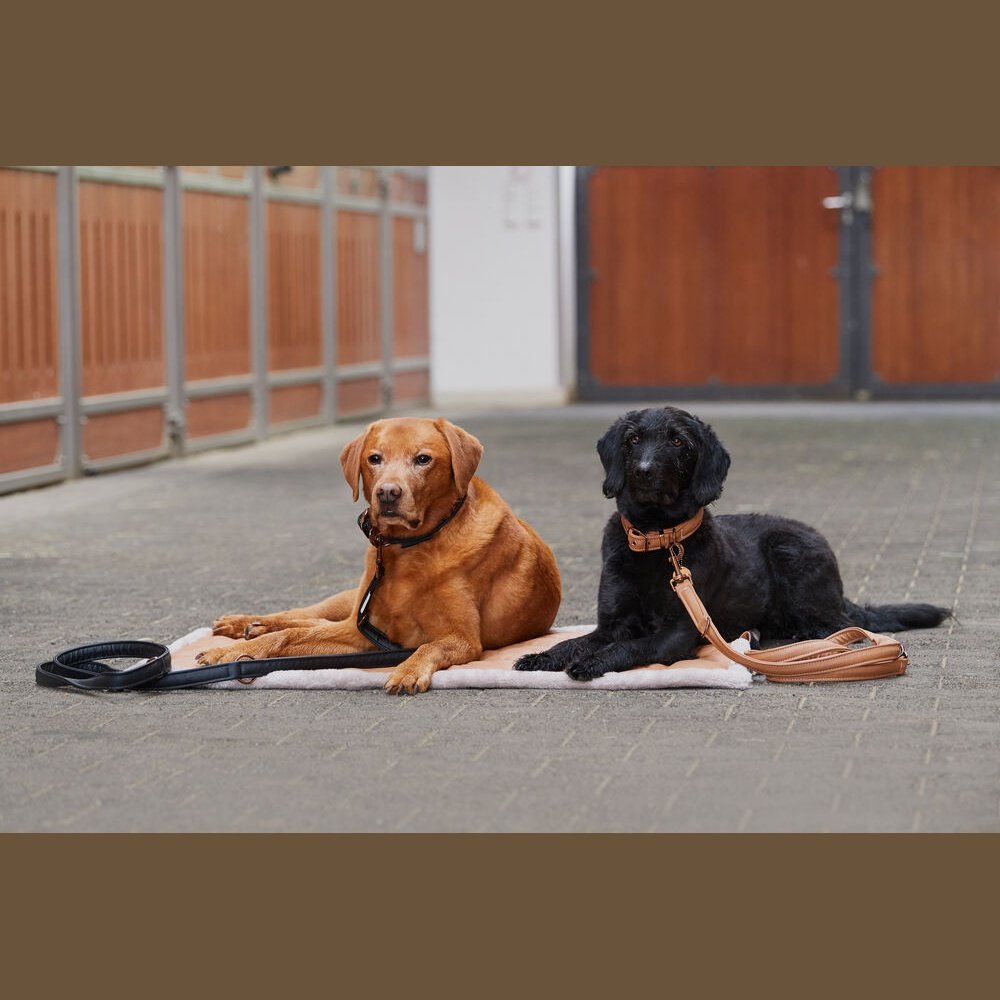 ESKADRON Platinum 23/24 Hundeset Hunde-Halsband & Leine cognac bei SP-Reitsport