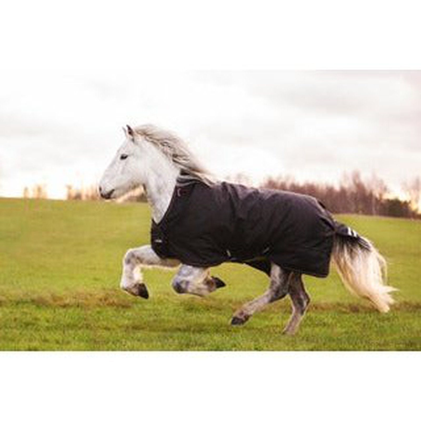 CATAGO Dual Pro Isländer Outdoordecke/ Weidedecke 0/100g Schwarz in 125 & 135cm sp-reitsport