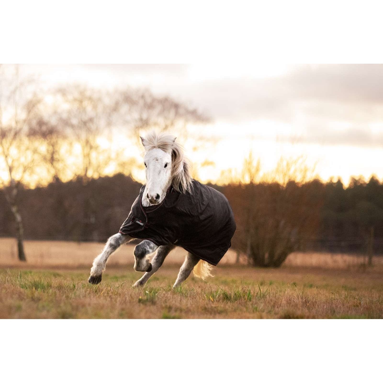 CATAGO Dual Pro Isländer Outdoordecke/ Weidedecke 0/100g Schwarz in 125 & 135cm sp-reitsport