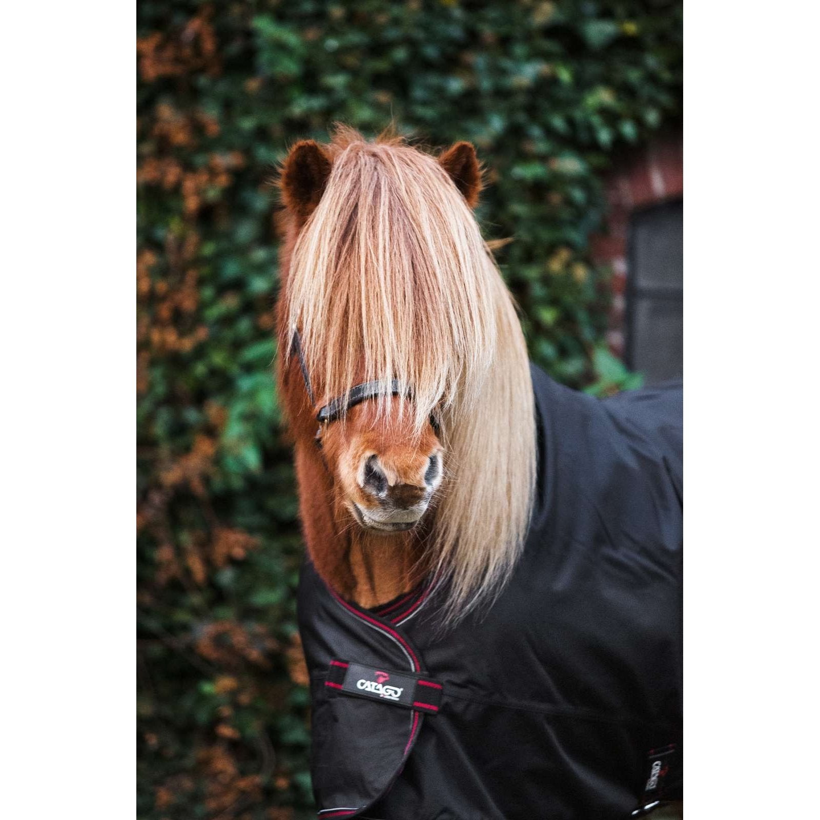 CATAGO Dual Pro Isländer Outdoordecke/ Weidedecke 0/100g Schwarz in 125 & 135cm sp-reitsport