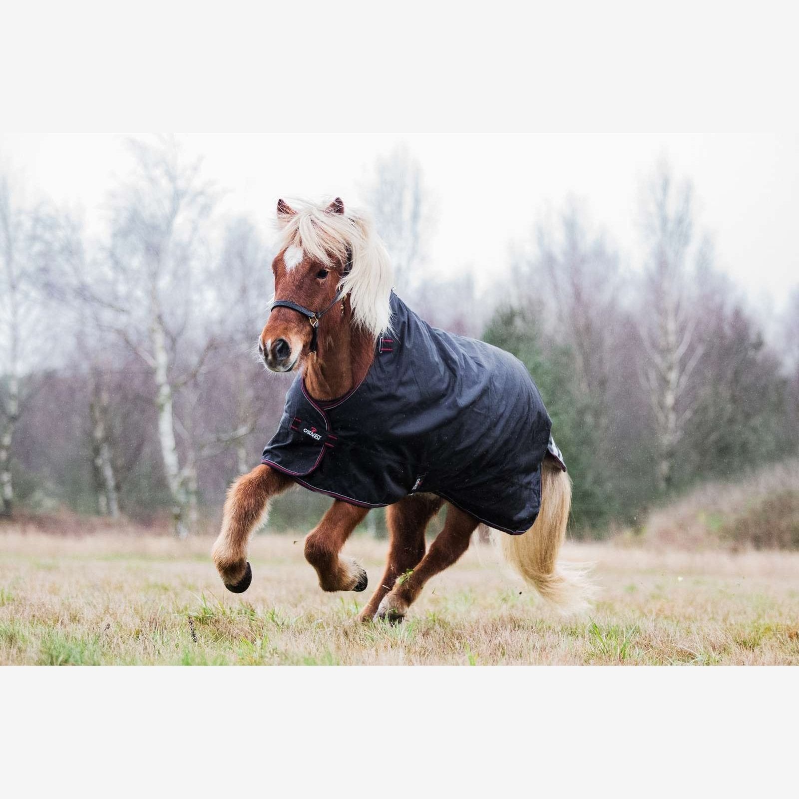 CATAGO Dual Pro Isländer Outdoordecke/ Weidedecke 0/100g Schwarz in 125 & 135cm sp-reitsport