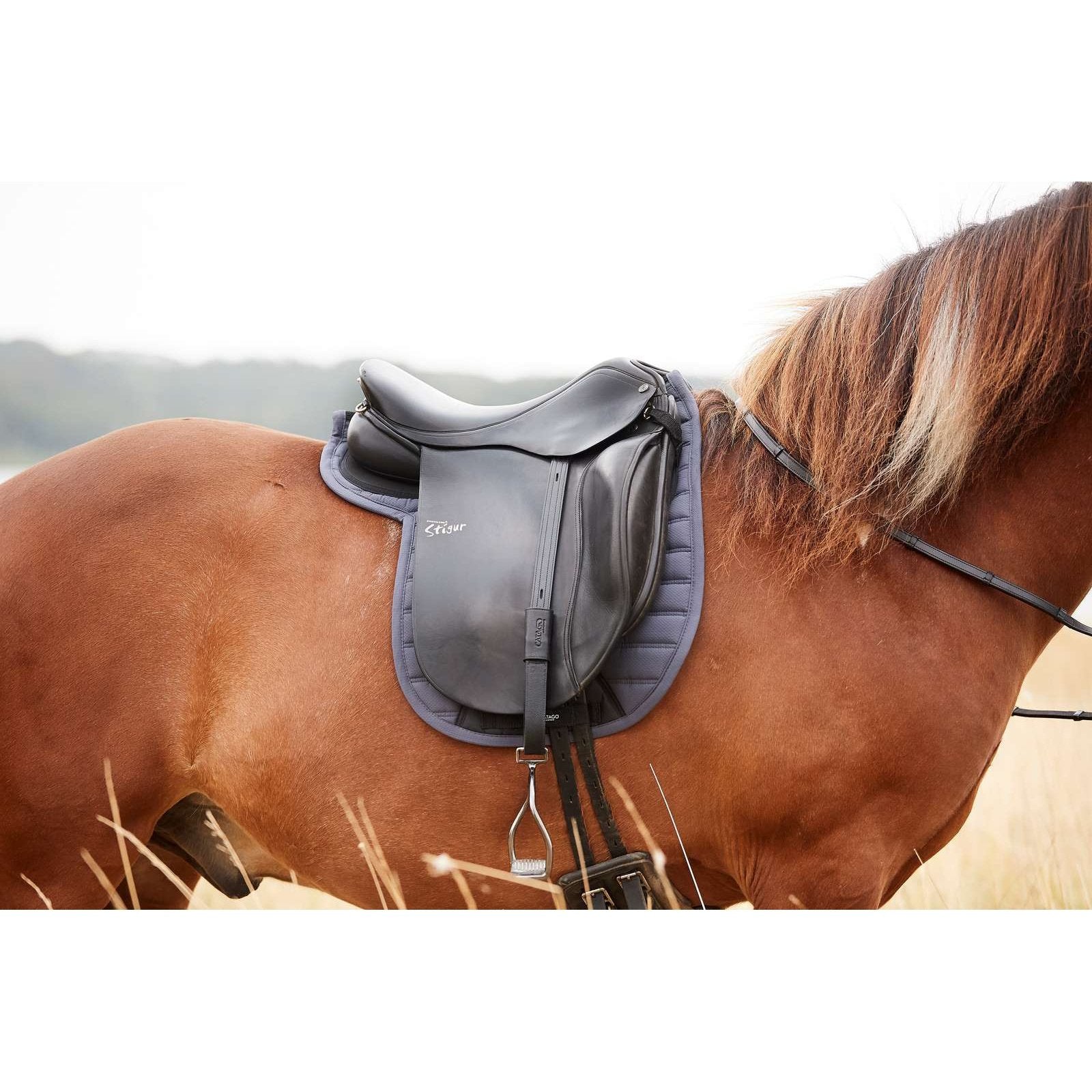 CATAGO Hybrid Islandsschabracke m. neoprene midnight navy cob CATAGO bei SP-Reitsport