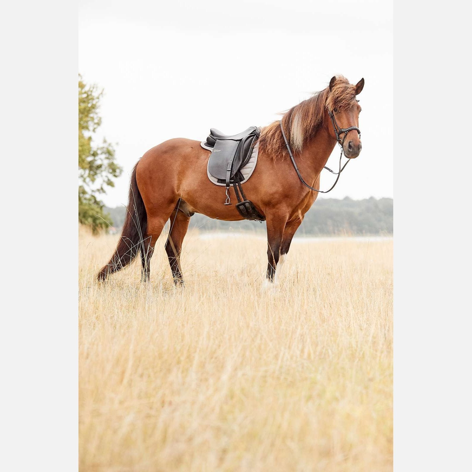 CATAGO Hybrid Islandsschabracke m. neoprene midnight navy cob CATAGO bei SP-Reitsport