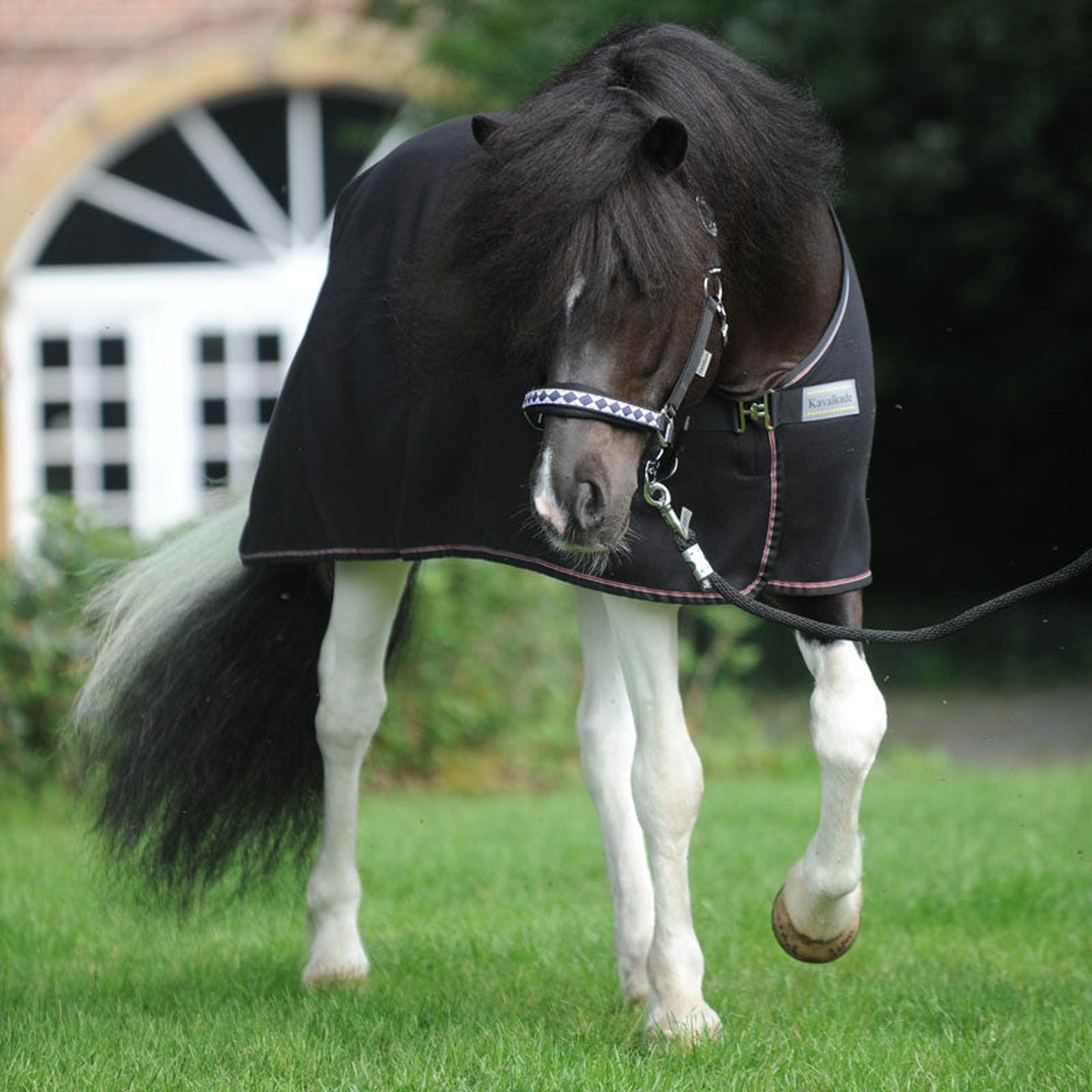 Kavalkade Fleece-Abschwitzdecke Island-Ecoline in schwarz & blau Kavalkade bei SP-Reitsport