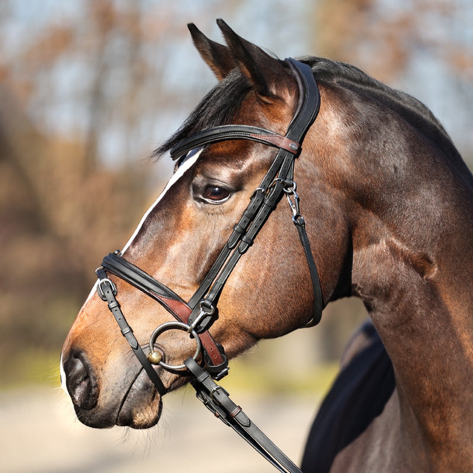 Kavalkade Trense EveryDay, engl.-komb. RH für Pony, Vollblut & Warmblut Kavalkade bei SP-Reitsport