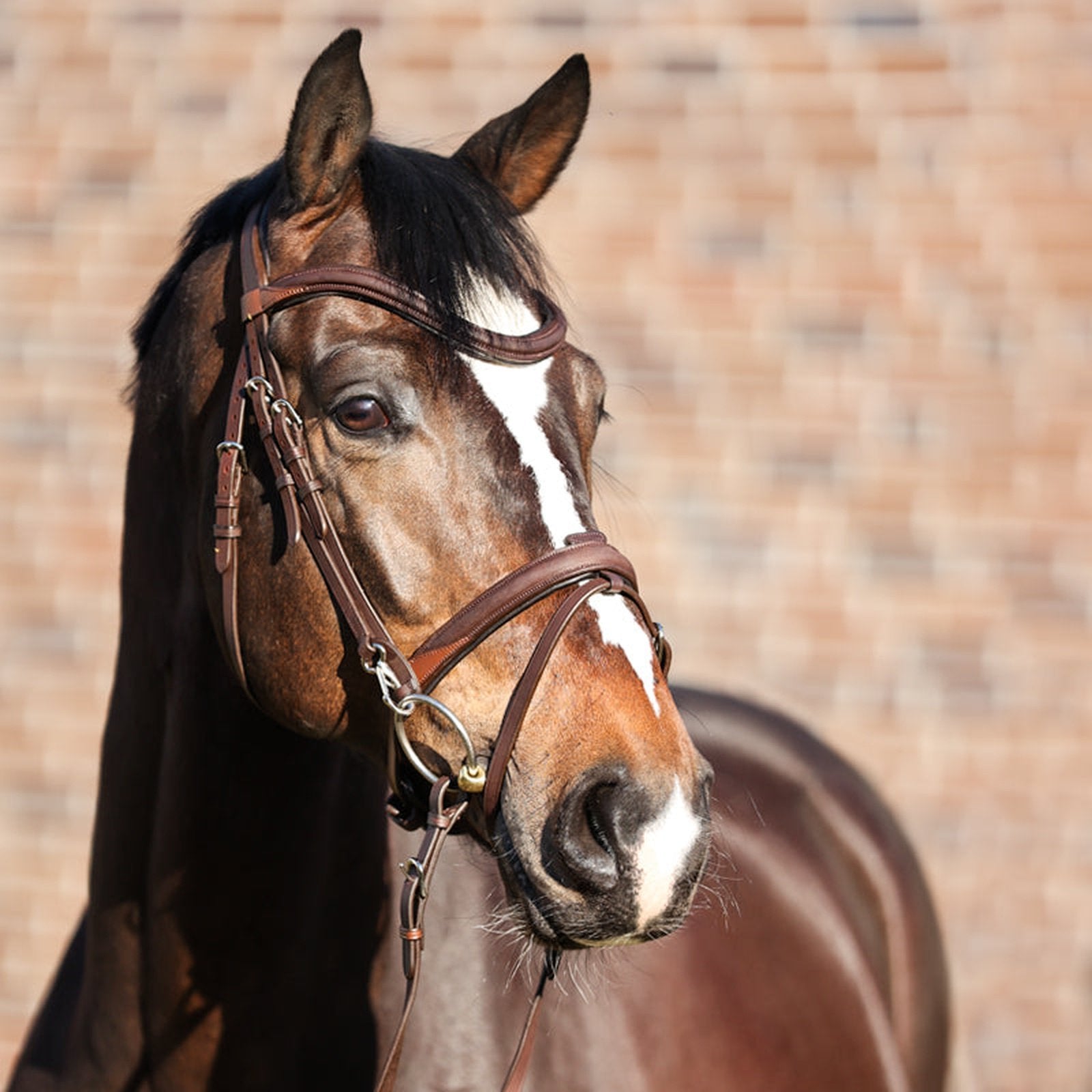 Kavalkade Trense EveryDay, engl.-komb. RH für Pony, Vollblut & Warmblut Kavalkade bei SP-Reitsport