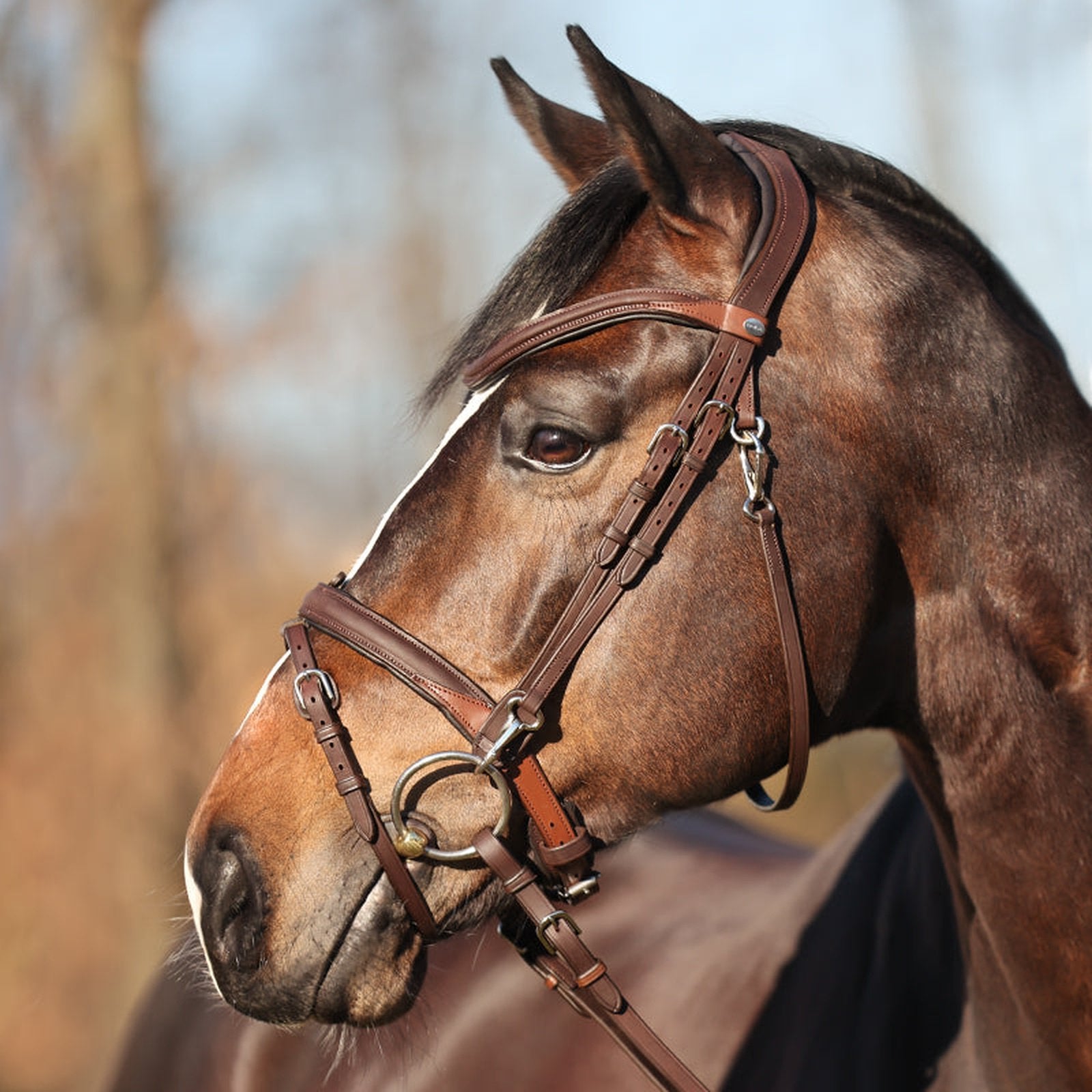 Kavalkade Trense EveryDay, engl.-komb. RH für Pony, Vollblut & Warmblut Kavalkade bei SP-Reitsport