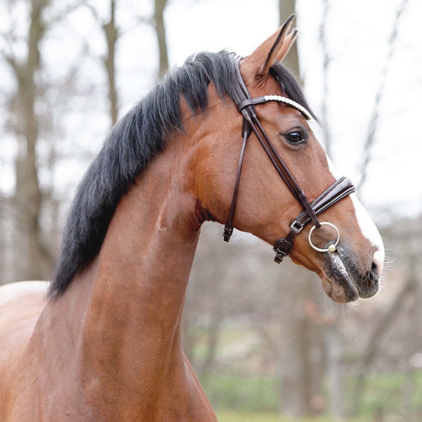 Kavalkade Trense Florina KavalSH4, rundgenäht, schwed.-komb. RH für Vollblut & Warmblut Kavalkade bei SP-Reitsport