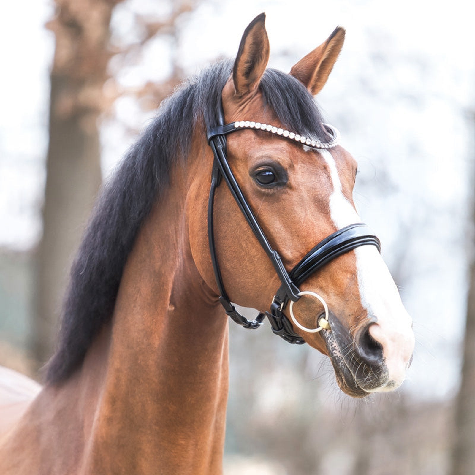 Kavalkade Trense Florina KavalSH4, rundgenäht, schwed.-komb. RH für Vollblut & Warmblut Kavalkade bei SP-Reitsport