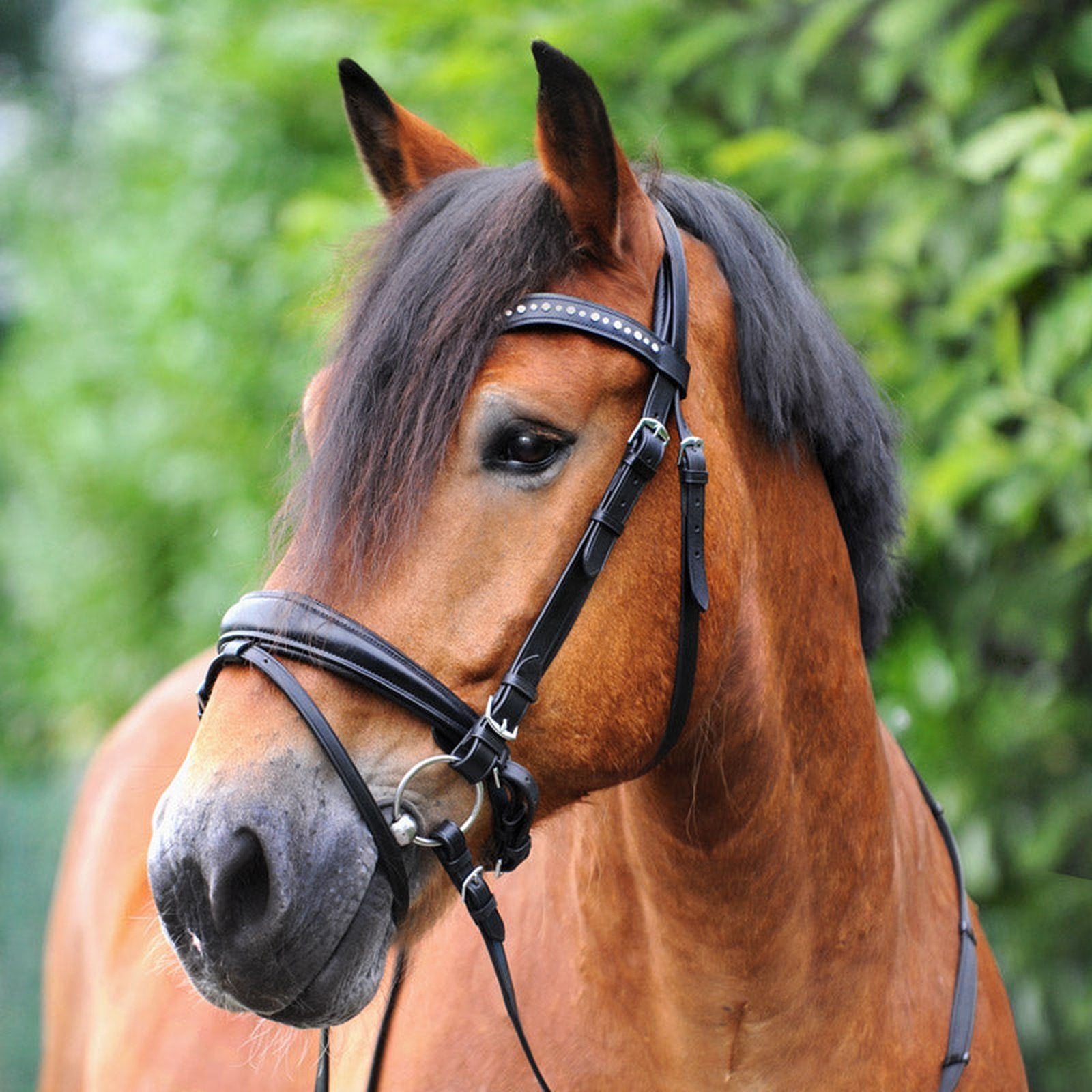 Kavalkade Trense Mia, schwed.-komb. RH für Pony, Vollblut, Warmblut & Kaltblut Kavalkade bei SP-Reitsport