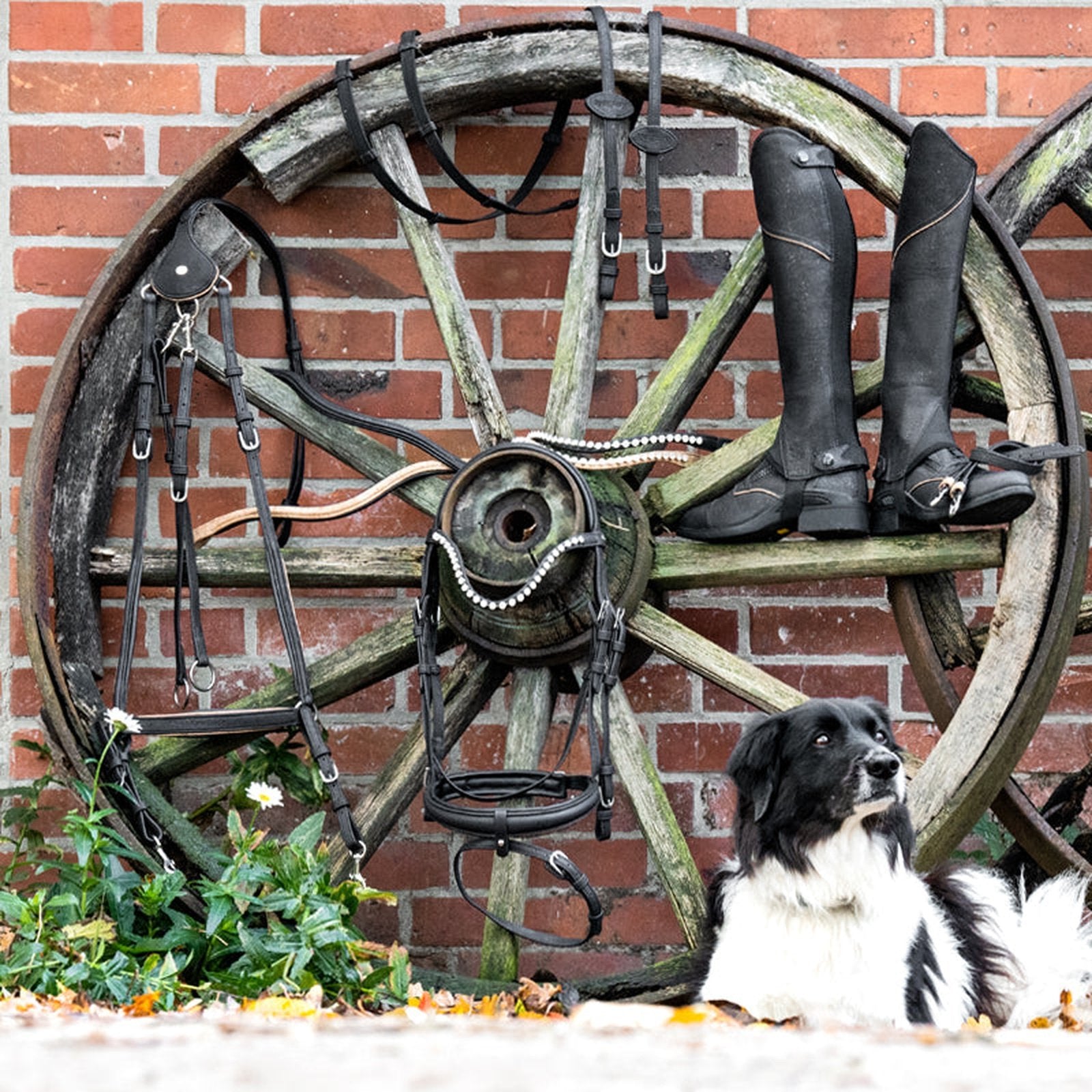 Kavalkade Veganes Stirnband Cortica aus Kork sp-reitsport