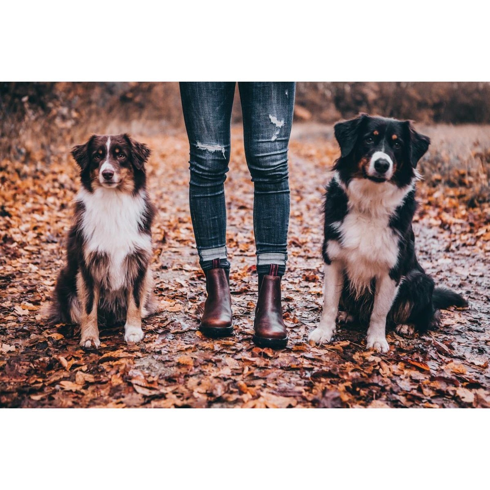 Suedwind 1888 Chelsea Jodhpur-Stiefelette braun & schwarz Größe 37-47 sp-reitsport