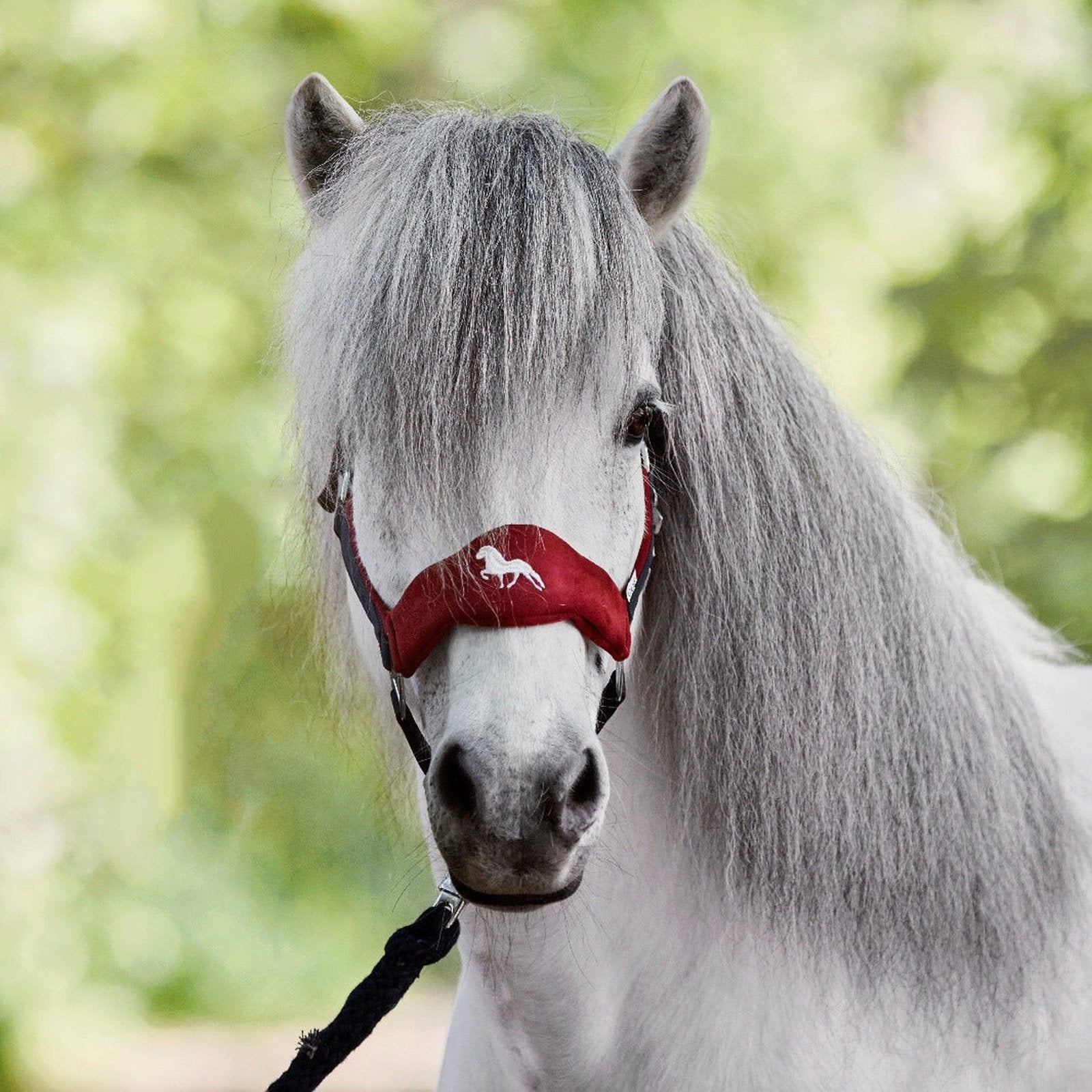 Waldhausen Island Halfter HELLNAR blau/rot Vollblut bei SP-Reitsport Waldhausen bei SP-Reitsport