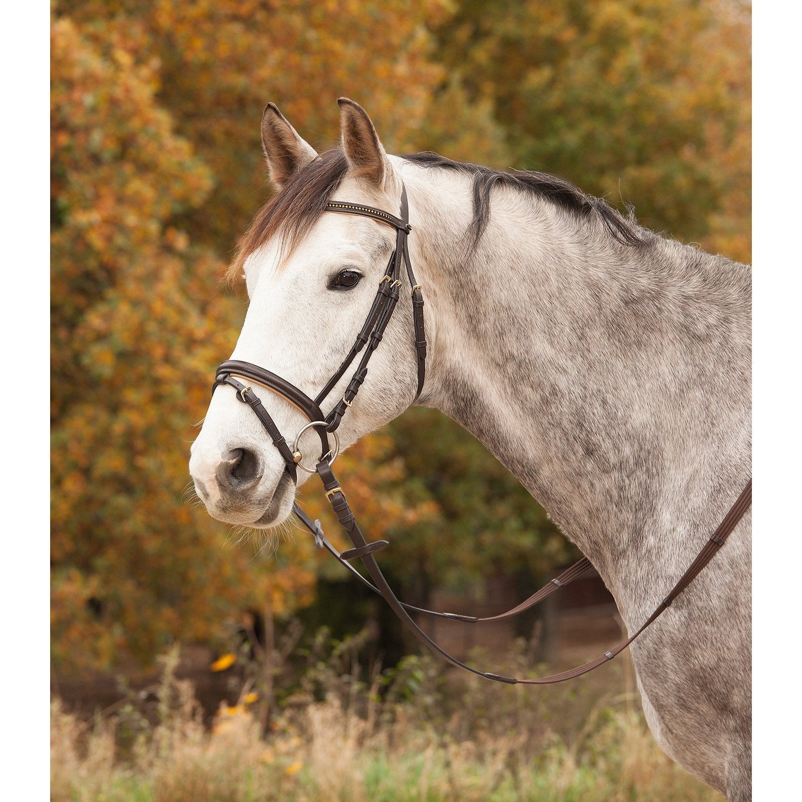 Waldhausen STAR Trensenzaum Diamond bei SP-Reitsport Waldhausen bei SP-Reitsport