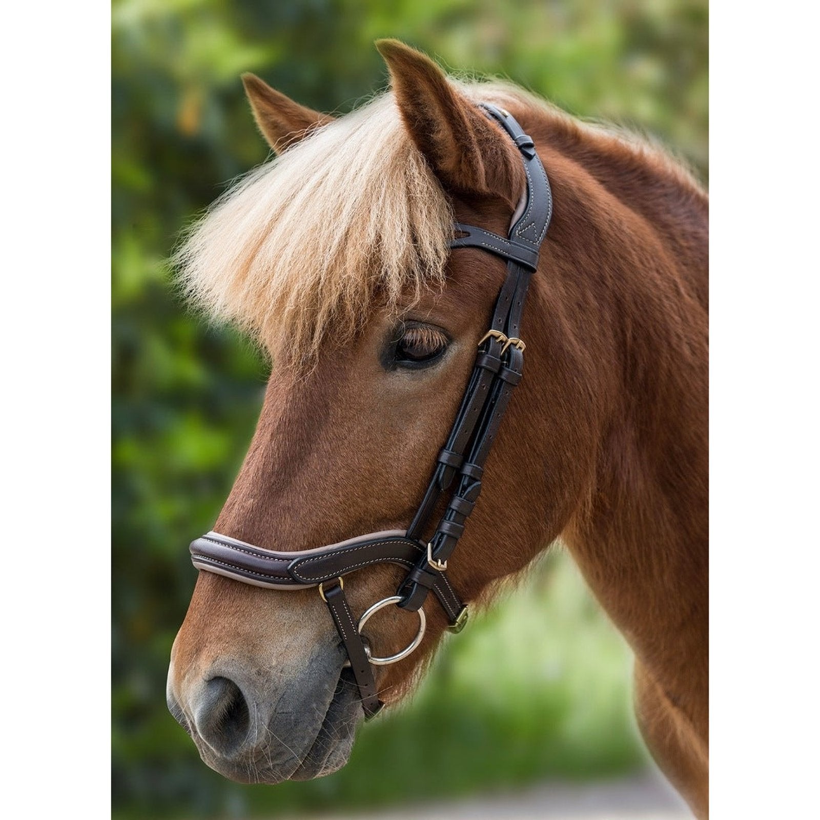 Waldhausen Island Trensenzaum anatomic bei SP-Reitsport