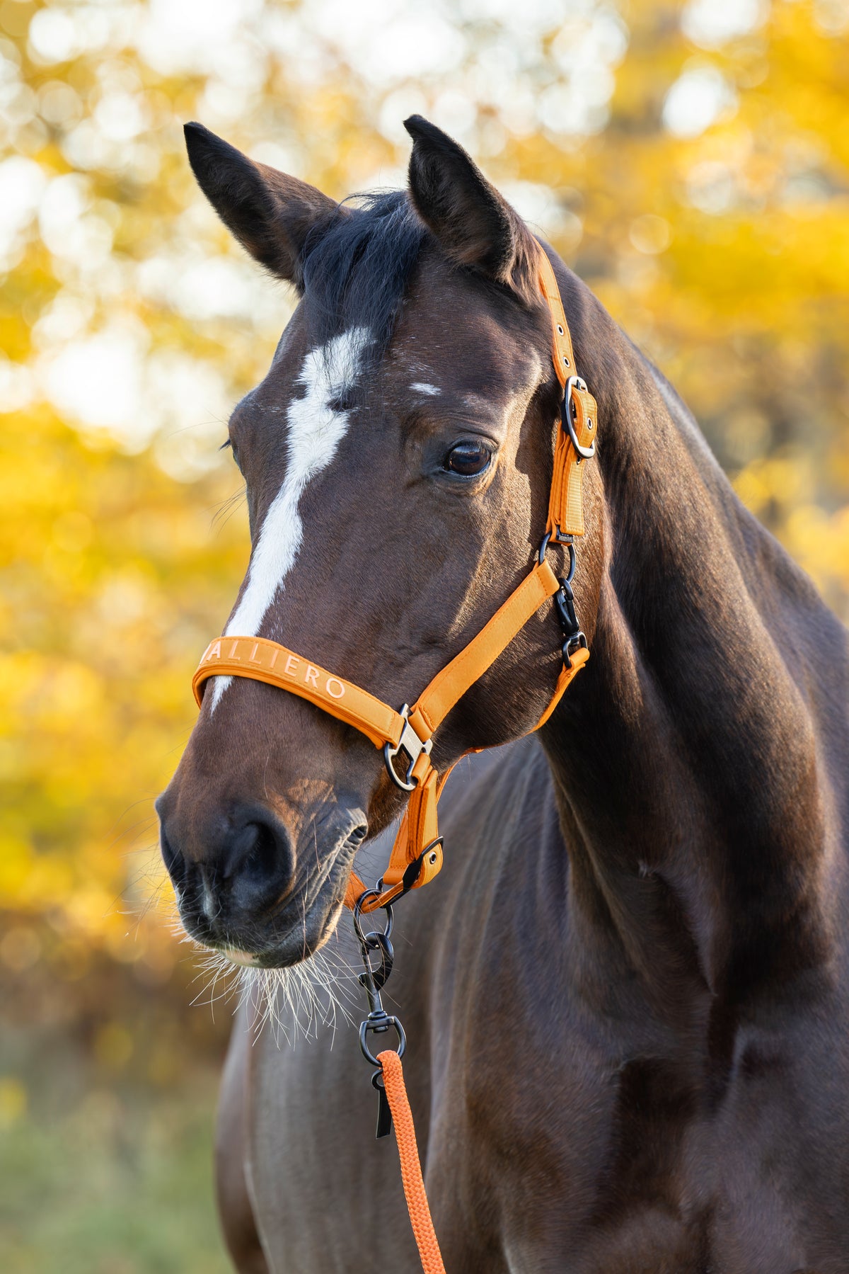 Covalliero Halfter in Orange – Anwendungsbild zur Herbst-Winterkollektion 2026