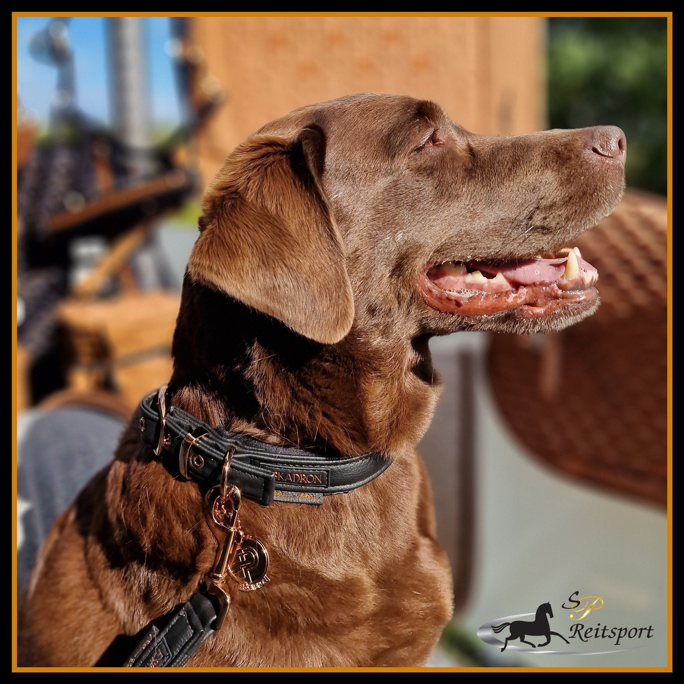 ESKADRON Platinum 23/24 Hundeset Hunde-Halsband & Leine black/schwarz bei SP-Reitsport sp-reitsport