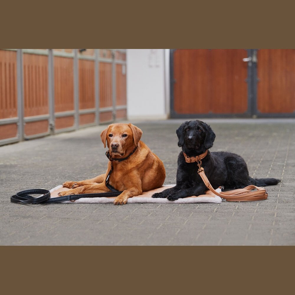 ESKADRON Platinum 23/24 Hundeset Hunde-Halsband & Leine black/schwarz bei SP-Reitsport
